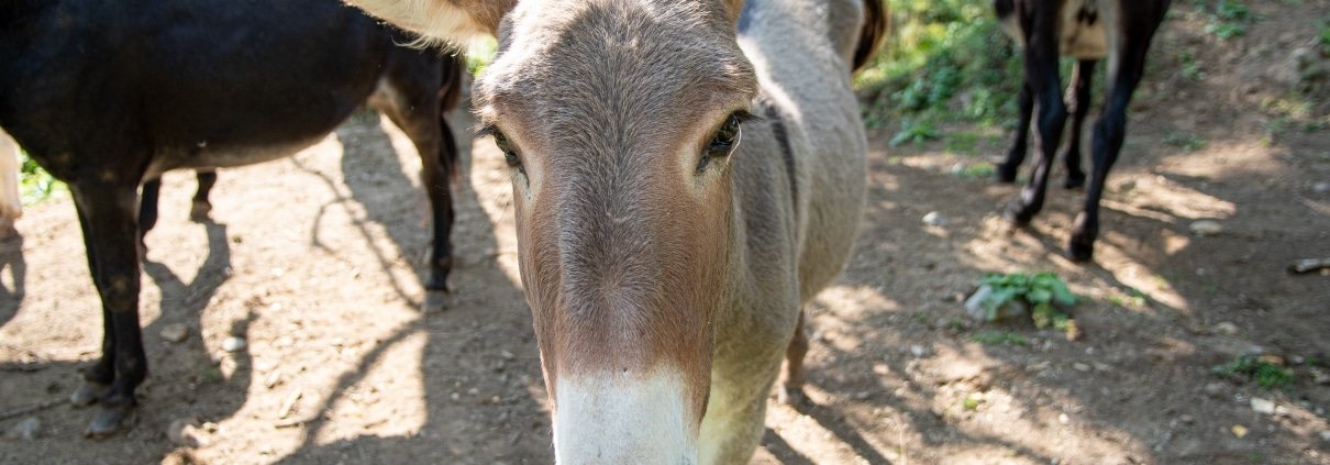 CAMPING LES VERNIERES - LA BOURBOULE - AUVERGNE - ANES